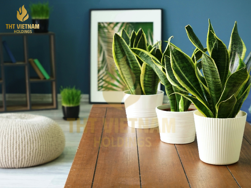 TOP 10 LOẠI CÂY CẢNH LÀ MÁY LỌC TỰ NHIÊN TỐT NHẤT CHO TỔ ẤM CỦA BẠN